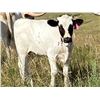Image 1 : HL Clear Money Heifer Calf