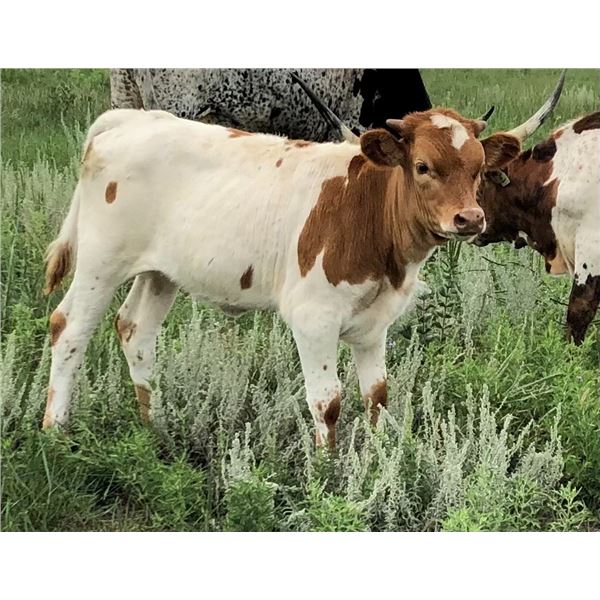 Dragon Lady 85 Heifer Calf