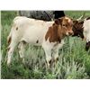 Image 1 : Dragon Lady 85 Heifer Calf