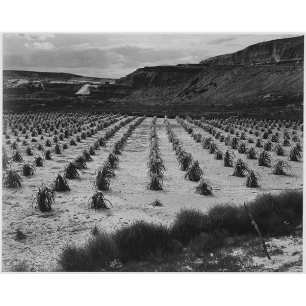 Adams - Corn Field, Indian Farm near Tuba City, Arizona 1941 2