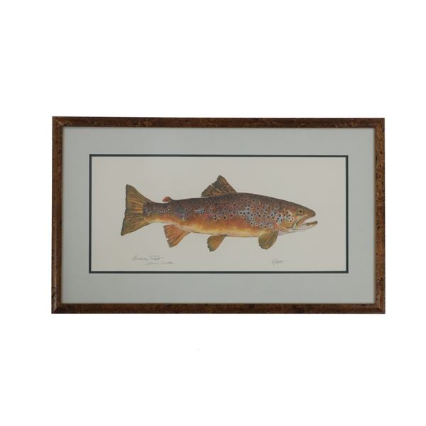 Eileen Klatt Brown Trout Salmo Trutta Watercolor