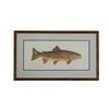 Image 1 : Eileen Klatt Brown Trout Salmo Trutta Watercolor