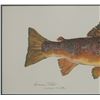 Image 4 : Eileen Klatt Brown Trout Salmo Trutta Watercolor
