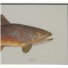 Image 5 : Eileen Klatt Brown Trout Salmo Trutta Watercolor