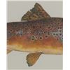 Image 7 : Eileen Klatt Brown Trout Salmo Trutta Watercolor