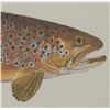 Image 8 : Eileen Klatt Brown Trout Salmo Trutta Watercolor