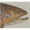 Image 9 : Eileen Klatt Brown Trout Salmo Trutta Watercolor