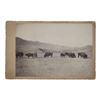 Image 1 : C. 1870-1890 Sioux Indian Rancher Bison Herd