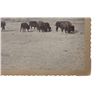 Image 4 : C. 1870-1890 Sioux Indian Rancher Bison Herd