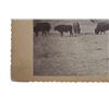 Image 5 : C. 1870-1890 Sioux Indian Rancher Bison Herd