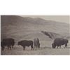 Image 6 : C. 1870-1890 Sioux Indian Rancher Bison Herd