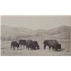 Image 7 : C. 1870-1890 Sioux Indian Rancher Bison Herd