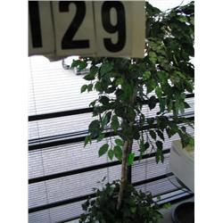 FICUS TREE WITH BRASS POT