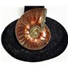 Image 2 : NATURAL IRRIDESCENT AMMONITE COMPLETE