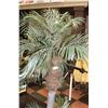 Image 1 : 5FT SHOWHOME PALM TREE-ESTATE