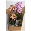 Image 1 : 2 POTTED ORCHIDS DECORATION