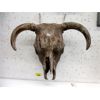 Image 1 : Genuine Cow Skull - 20" x 16".