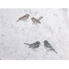 Image 2 : 6 M of New 100% Cotton Fabric - Song Birds