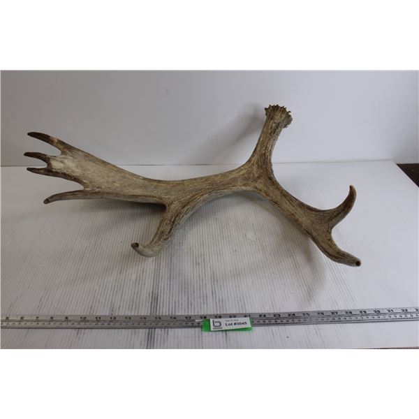 Shed Antler (Moose?)