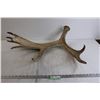 Image 1 : Shed Antler (Moose?)