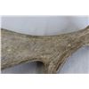 Image 3 : Shed Antler (Moose?)