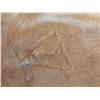 Image 2 : Animal Hide
