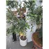 Image 1 : Potted Silk Tree