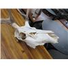 Image 2 : 6 Pt. Deer Skull