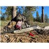 Image 1 : Ponderosa Ranch - Fully Guided Turkey Hunt w Shotgun Package