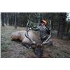 Image 2 : Ponderosa Ranch - Fully Guided Trophy Elk Hunt, Filmed for Television