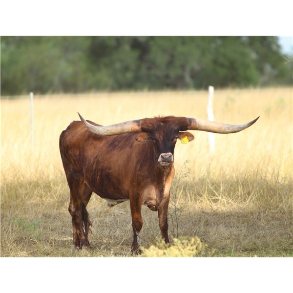 JTW Presidio - Steer