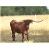 Image 1 : JTW Presidio - Steer