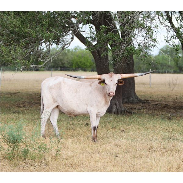 JTW La Bahia - Steer