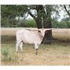 Image 1 : JTW La Bahia - Steer