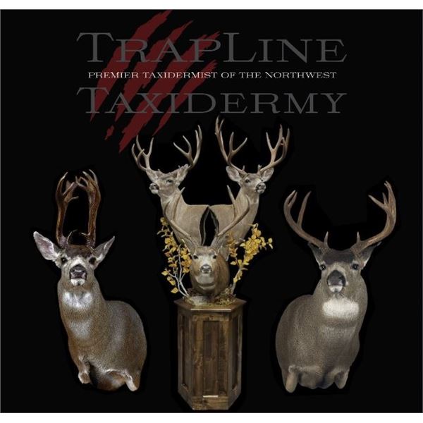 Deer or Plains Game Shoulder Mount