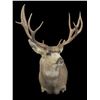 Image 2 : Deer or Plains Game Shoulder Mount