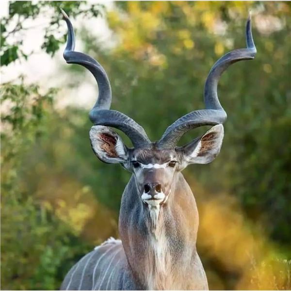 Vos & Co Safaris   6 Day, 2 Hunter, Kudu Hunt Northern Cape South Africa