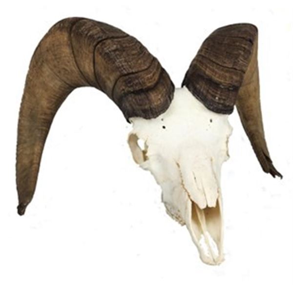 California Bighorn Sheep Horns