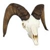 Image 1 : California Bighorn Sheep Horns