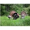 Image 1 : Guided Oregon Turkey hunt for two hunters