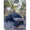 Image 1 : Seven Day Safari for Cape Buffalo for One Hunter