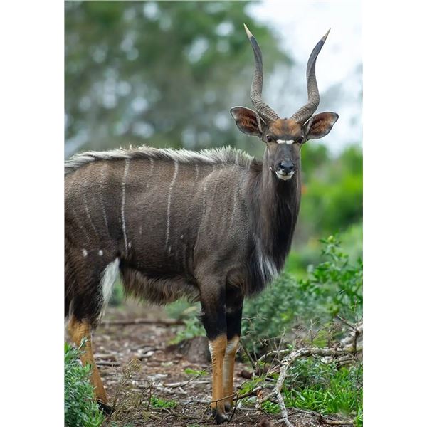 10-Day Plains Game Hunting Safari in South Africa for 2 hunters