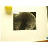 Image 1 : Toadstool