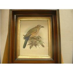 Rufus Crowned Roller