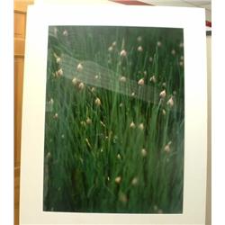 Fresh Chives