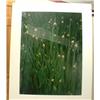 Image 1 : Fresh Chives