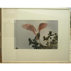Roseate:  Spoonbill From Pink Bird Heaven