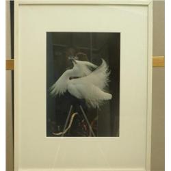 Snowy Egret