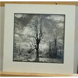 Barren trees