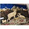 Image 2 : Mountain Goat Rug Display 73'' x 48''